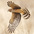 Juvenile Juvenile