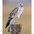 Male Northern Harrier Male Northern Harrier