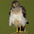 Male Male