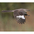 Note: bold white wing patch. Note: bold white wing patch.