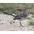 Note: dark eyeline and long tail. Note: dark eyeline and long tail.