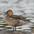 Female. Note: thin, long neck, thin dark bill, and plain face. Female. Note: thin, long neck, thin dark bill, and plain face.