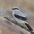 Adult. Note: thin black mask, light gray cap and back, longer/heavier bill with pale base to lower mandible. Adult. Note: thin black mask, light gray cap and back, longer/heavier bill with pale base to lower mandible.