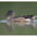 Male, eclipse plumage. Male, eclipse plumage.