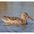 Female. Note: large bill. Female. Note: large bill.