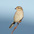 Juvenile. Note: brown head and scaly flanks. Juvenile. Note: brown head and scaly flanks.