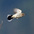 Juvenile in flight. Juvenile in flight.