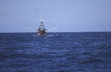 Oceanic Ecoregion scene Oceanic Ecoregion scene