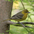 Female. Note: white wing bars and greenish body. Female. Note: white wing bars and greenish body.
