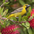 1st year male. Note: black throat and lores. 1st year male. Note: black throat and lores.