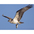 Juvenile Osprey. Note: buffy tones in belly and underwings Juvenile Osprey. Note: buffy tones in belly and underwings