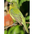 Female. Note; greenish yellow body. Female. Note; greenish yellow body.