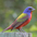 Male Male