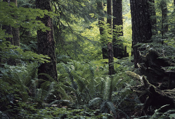 Pacific Northwest Coast Ecoregion scene Pacific Northwest Coast Ecoregion scene
