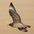 Juvenile (intermediate morph). Note: pale bill with dark tip (juvenile), and underwing covert barring as dark as flanks. Juvenile (intermediate morph). Note: pale bill with dark tip (juvenile), and underwing covert barring as dark as flanks.
