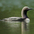 Breeding plumage Breeding plumage