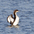 Winter plumage. Note: sharp contrast and border on neck and thin dark necklace. Winter plumage. Note: sharp contrast and border on neck and thin dark necklace.