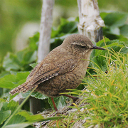 Note: plain brown with buffy eye-brow; short, often cocked tail. Note: plain brown with buffy eye-brow; short, often cocked tail.