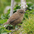 Note: plain brown with buffy eye-brow; short, often cocked tail. Note: plain brown with buffy eye-brow; short, often cocked tail.