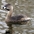 Breeding adult. Note: black band around bill. Breeding adult. Note: black band around bill.