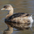 Non-breeding adult Non-breeding adult