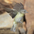Note: yellowish throat and darker gray crown. Note: yellowish throat and darker gray crown.