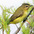 Note: yellowish throat and darker gray crown. Note: yellowish throat and darker gray crown.