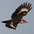 Female in flight. Note: dark forecrown and black malar. Female in flight. Note: dark forecrown and black malar.