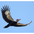 Male in flight. Note: red forecrown and red malar. Male in flight. Note: red forecrown and red malar.
