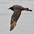 Adult breeding plumage (dark morph). Note: about 5 white shafts on upper primaries, long central tail feather twists 90 degrees. Adult breeding plumage (dark morph). Note: about 5 white shafts on upper primaries, long central tail feather twists 90 degrees.