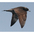 Juvenile (intermediate morph) Juvenile (intermediate morph)