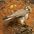 Adult. Note: yellow cere (around beak) Adult. Note: yellow cere (around beak)