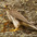 Adult. Note: yellow cere (around beak) Adult. Note: yellow cere (around beak)