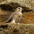 Juvenile. Note: lack of yellow cere (around beak) Juvenile. Note: lack of yellow cere (around beak)