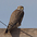 Adult Adult