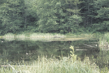 Puget Trough Ecoregion scene Puget Trough Ecoregion scene