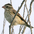 Female. Note: pale bill and coarse streaks on breast. Female. Note: pale bill and coarse streaks on breast.