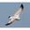 Immature (1st winter). Note: pink bill with black tip, light wings with dark upper primaries (and trailing edge of wing). Immature (1st winter). Note: pink bill with black tip, light wings with dark upper primaries (and trailing edge of wing).
