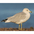 Adult nonbreeding plumage. Note: brown dotted head and nape. Adult nonbreeding plumage. Note: brown dotted head and nape.