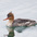 Female. Lacks white chin patch of female Common Merganser. Female. Lacks white chin patch of female Common Merganser.