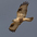 Adult (light morph). Note: dark  Adult (light morph). Note: dark
