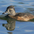 Female. Note: white eye ring, ring around bill, and pale face around bill base. Female. Note: white eye ring, ring around bill, and pale face around bill base.