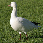 Note: round head and short bill (with smaller  Note: round head and short bill (with smaller