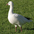 Note: round head and short bill (with smaller  Note: round head and short bill (with smaller