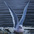Winter plumage adult Winter plumage adult