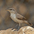 Juvenile Juvenile