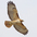 Adult (light morph). Note: dark leading edge to wing. Adult (light morph). Note: dark leading edge to wing.