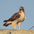 Adult (light morph) Adult (light morph)