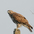 Juvenile (light morph). Note: pale eye. Juvenile (light morph). Note: pale eye.