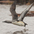 Breeding plumage Breeding plumage